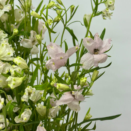 Delphinium Mini - Light Pink