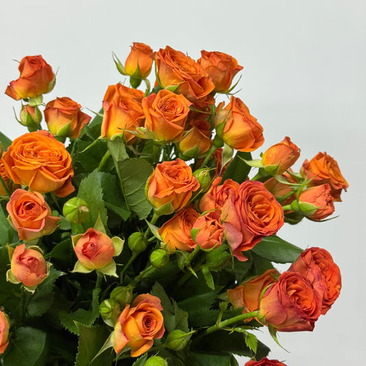 Rose Spray - Orange Barbie