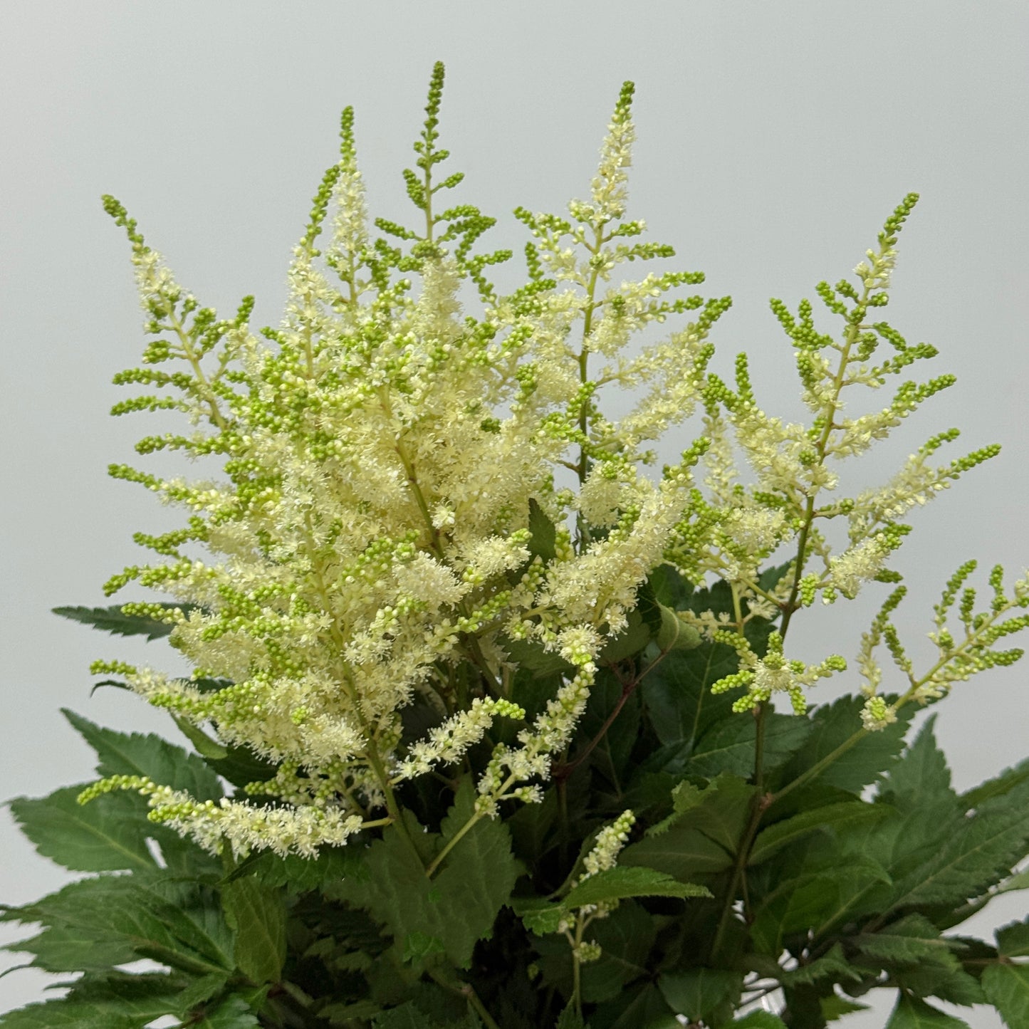Astilbe - White