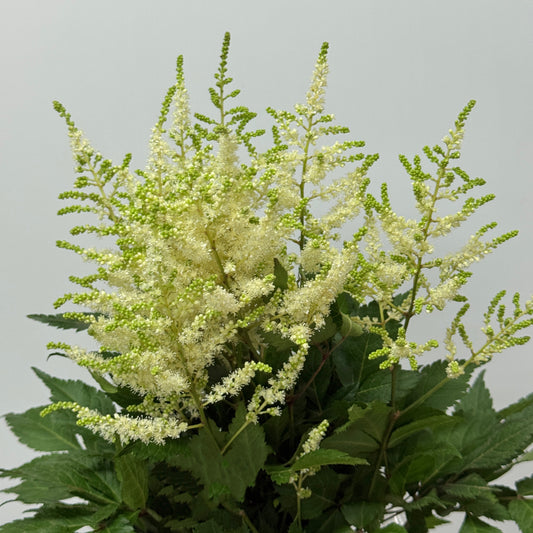 Astilbe - White