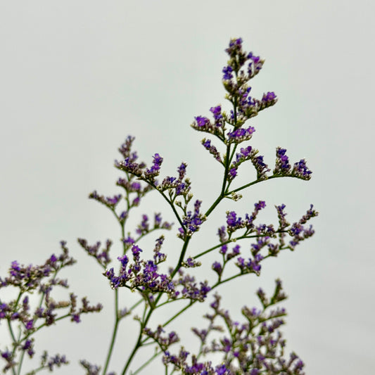 Caspia - Purple