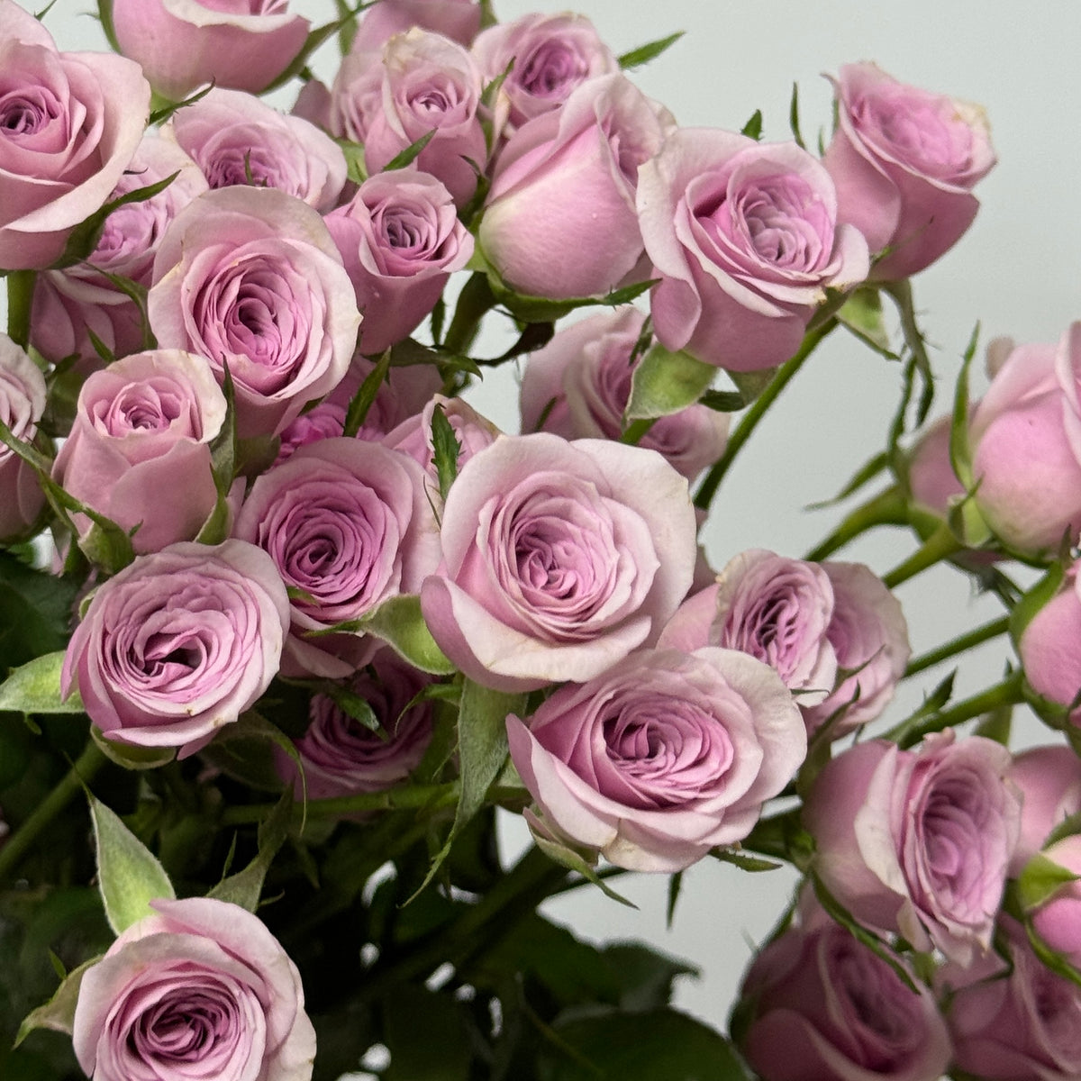 Leandra Spray Roses Rose Spray - Leila 莱拉 – Berriful Garden