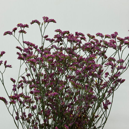Caspia - Dark Pink