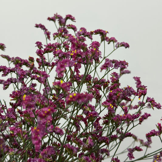 Caspia - Dark Pink