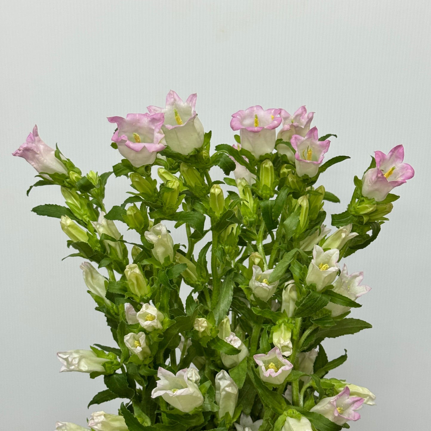 Campanula - Light Pink