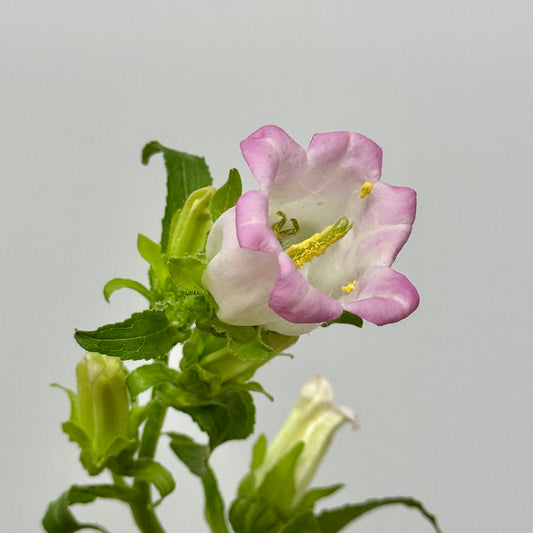 Campanula - Light Pink
