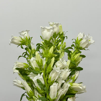 Campanula - White