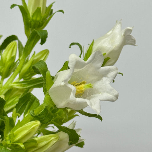 Campanula - White