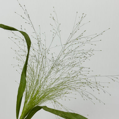 Panicum Fountain