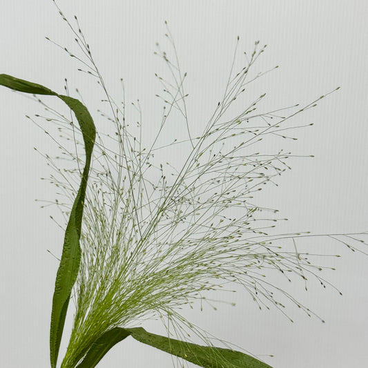 Panicum Fountain