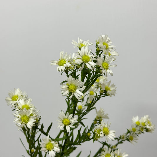 Peacock - White
