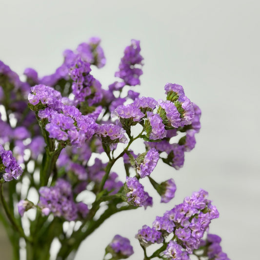 Statice - Lilac