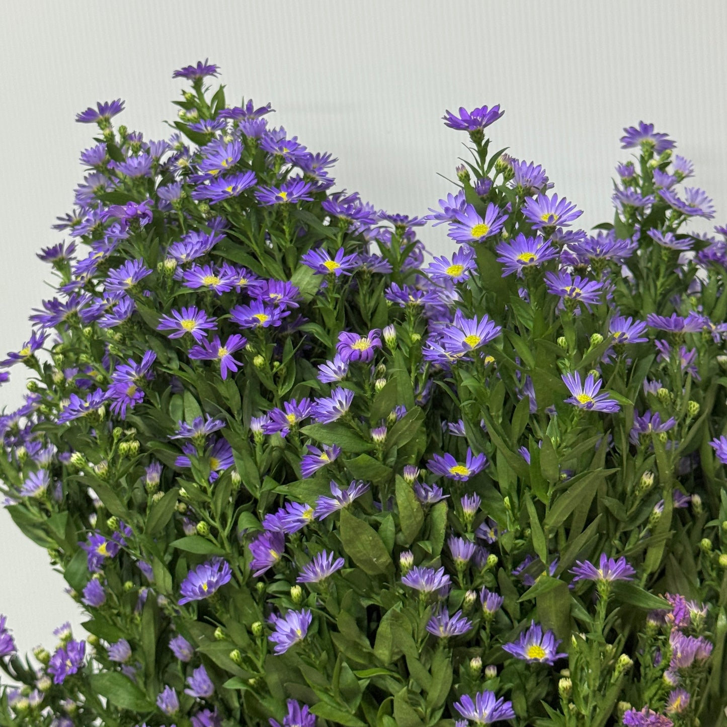 Peacock - Munsell Purple