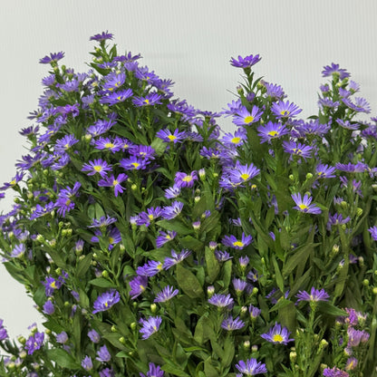 Peacock - Munsell Purple