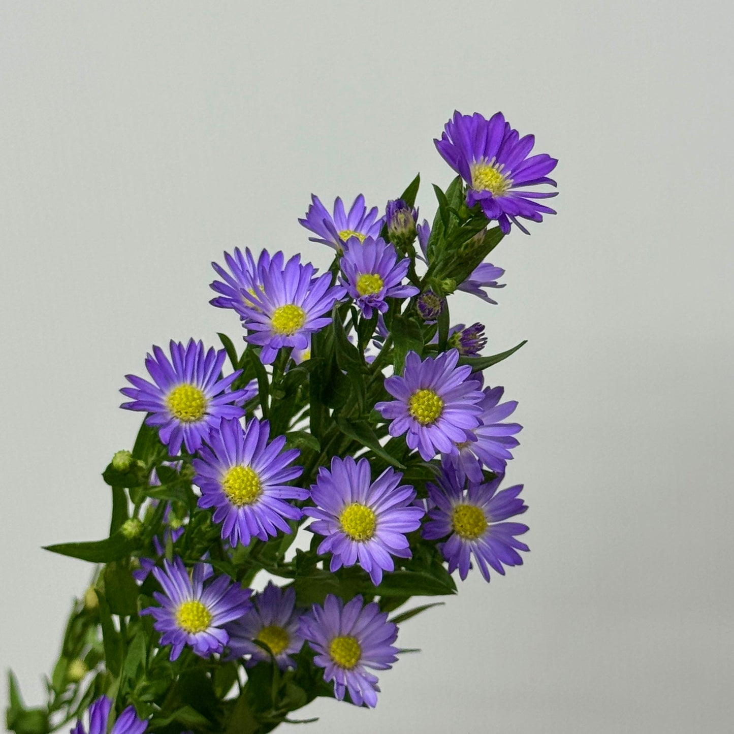 Peacock - Munsell Purple