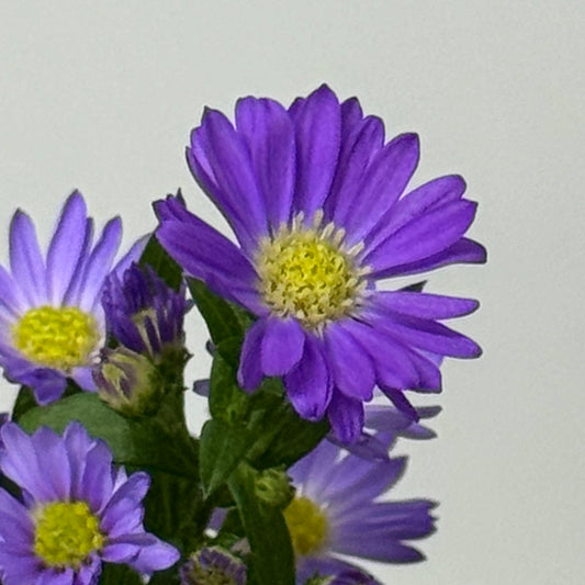 Peacock - Munsell Purple