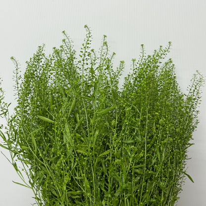Thlaspi Green Bell