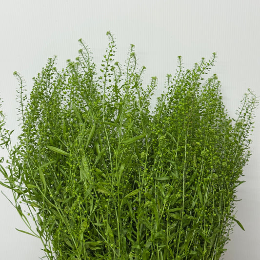 Thlaspi Green Bell