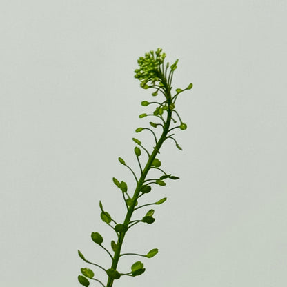 Thlaspi Green Bell