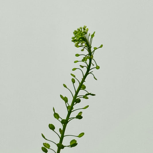 Thlaspi Green Bell