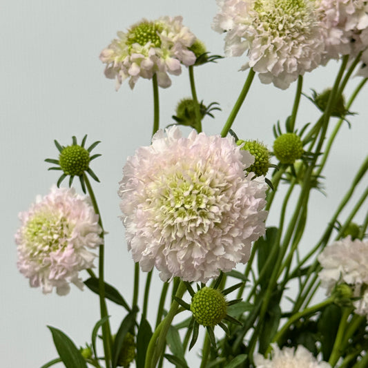 Scabiosa - Light Pink
