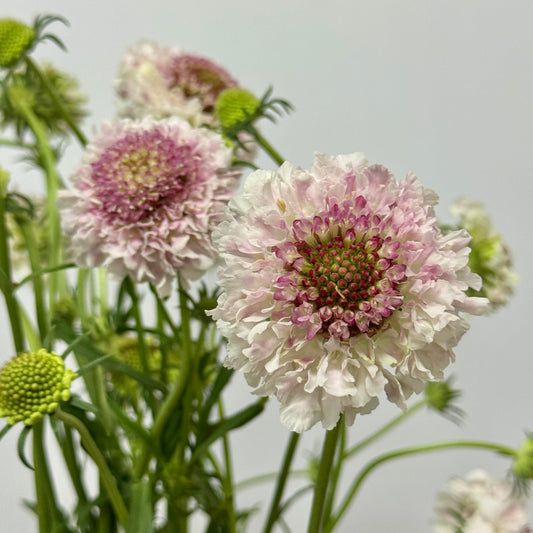 Scabiosa - Pink