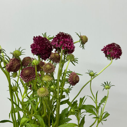 Scabiosa - Dark Red