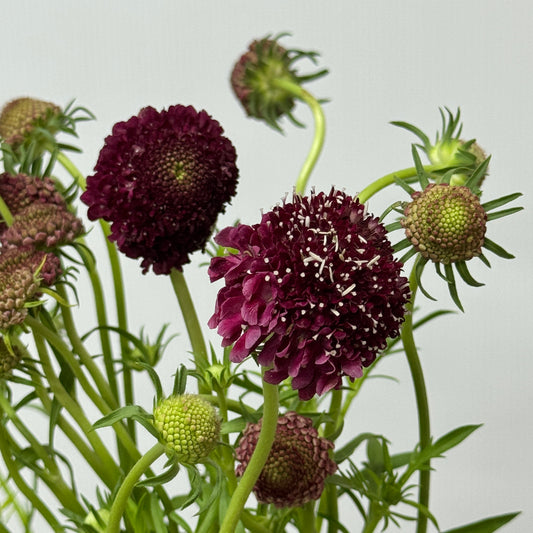 Scabiosa - Dark Red