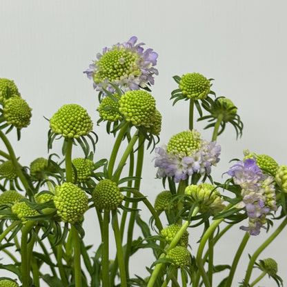 Scabiosa - Lilac