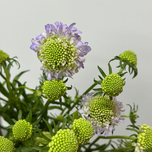 Scabiosa - Lilac