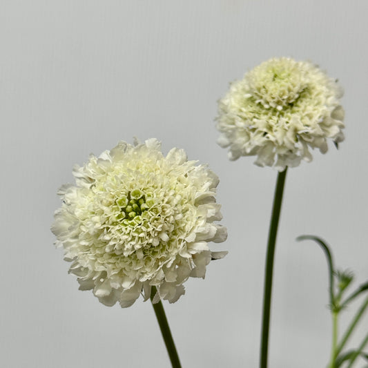 Scabiosa - White