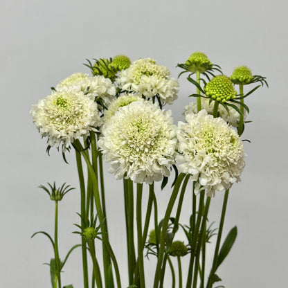 Scabiosa - White