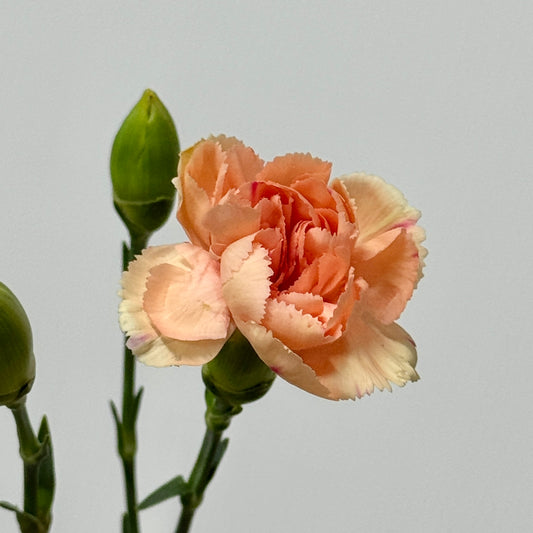 Carnation Spray - Light Orange
