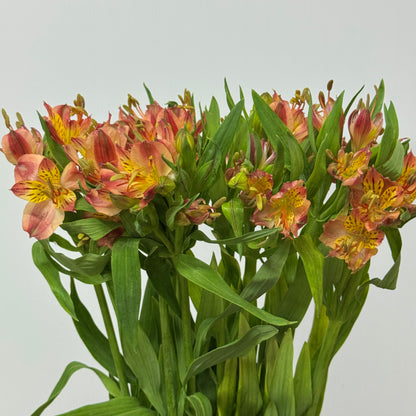 Alstroemeria - Red