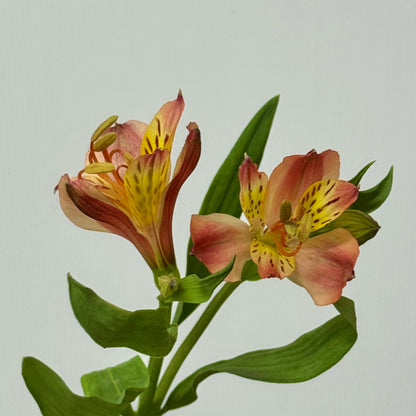 Alstroemeria - Red