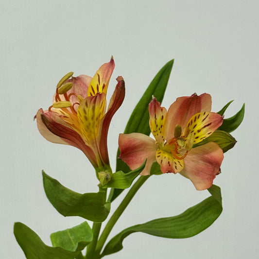 Alstroemeria - Red