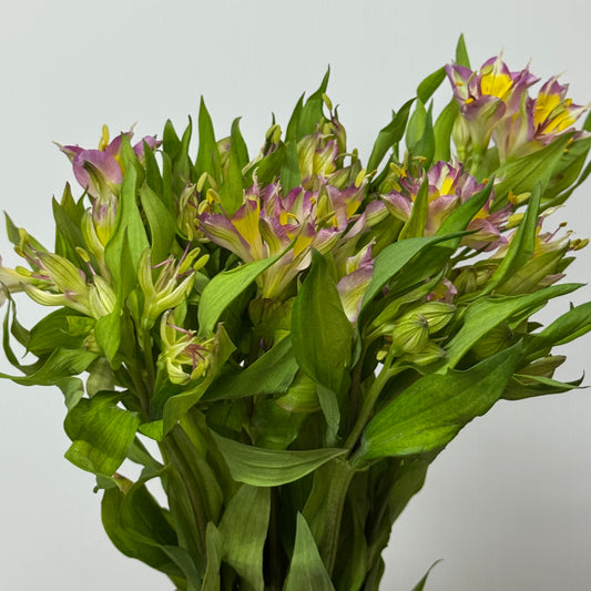 Alstroemeria - Purple