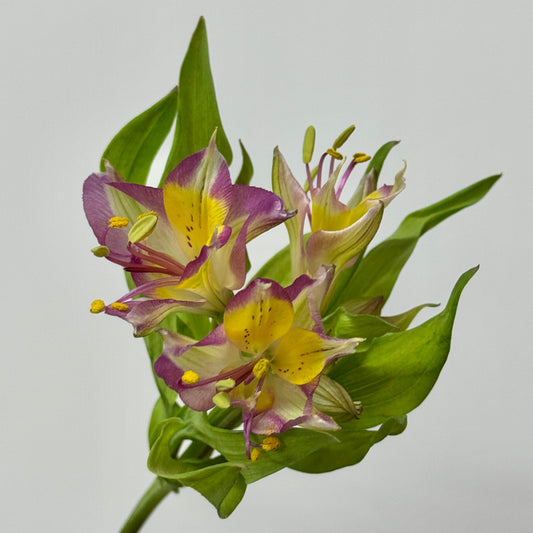 Alstroemeria - Purple