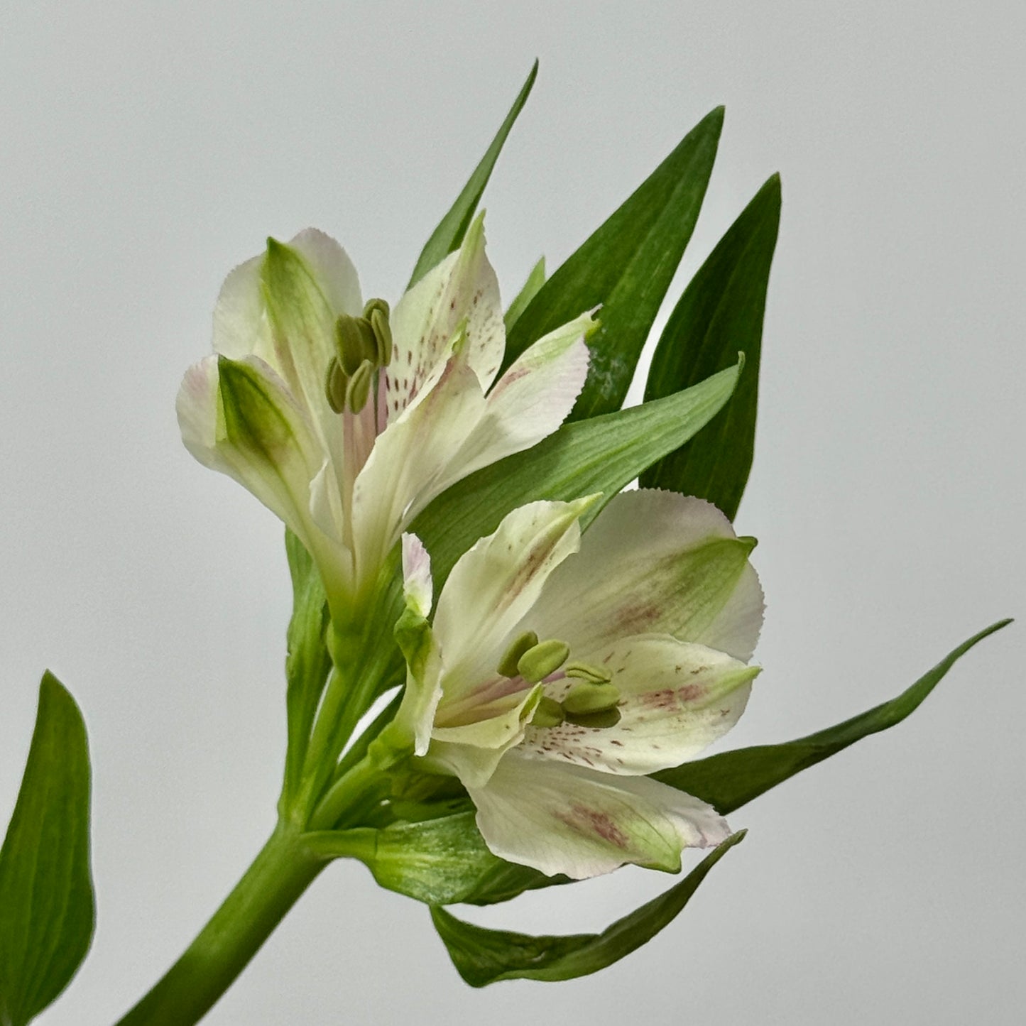 Alstroemeria - White