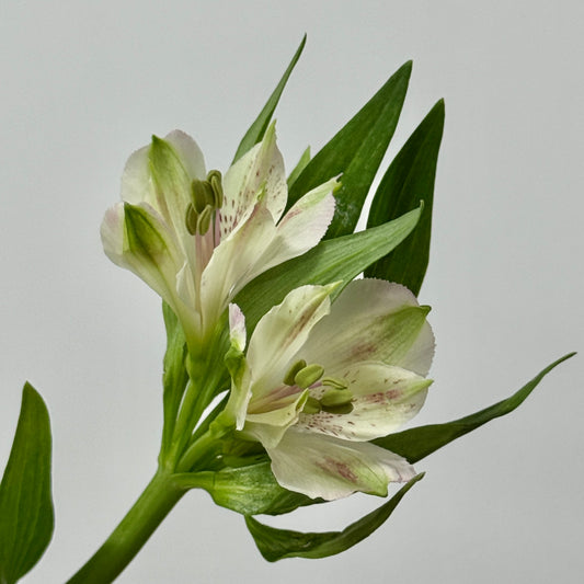 Alstroemeria - White