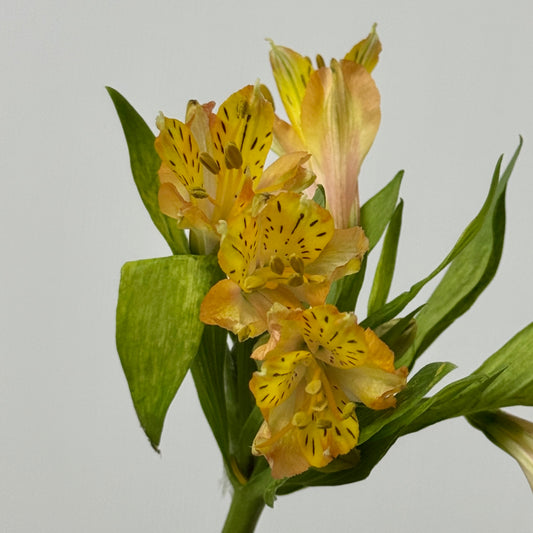Alstroemeria - Orange