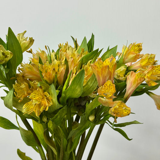 Alstroemeria - Orange