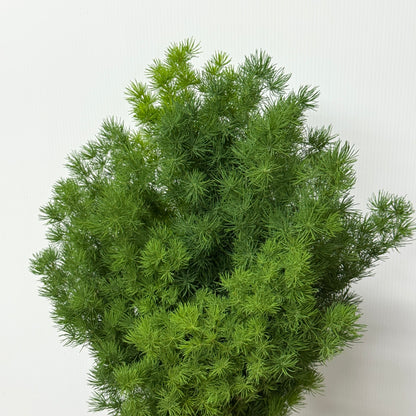 Fish Leaf