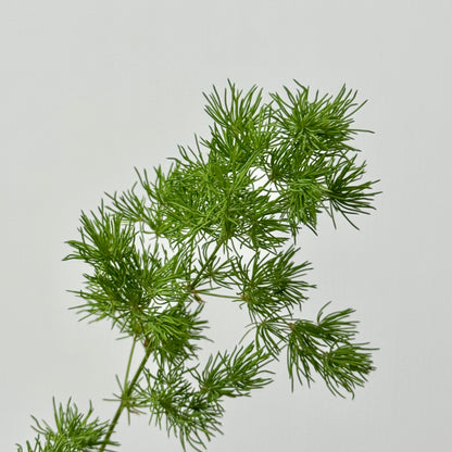 Fish Leaf