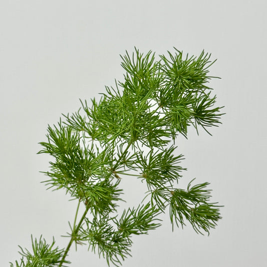 Fish Leaf