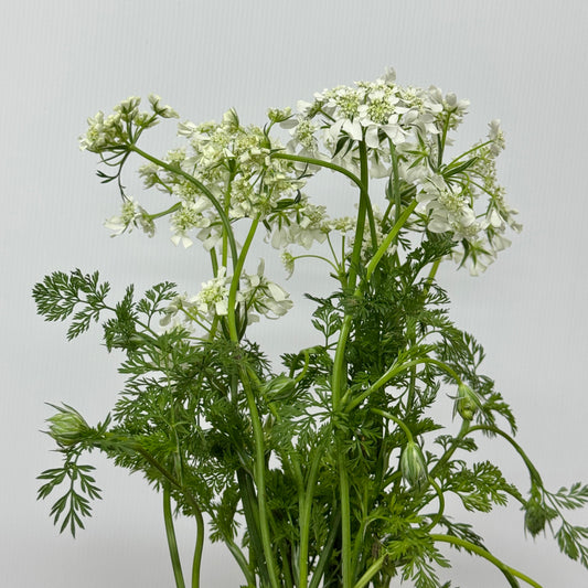 Orlaya White New Ammi