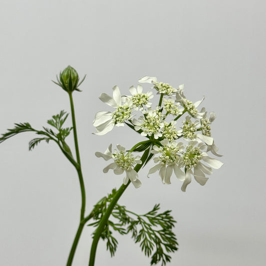 Orlaya White New Ammi