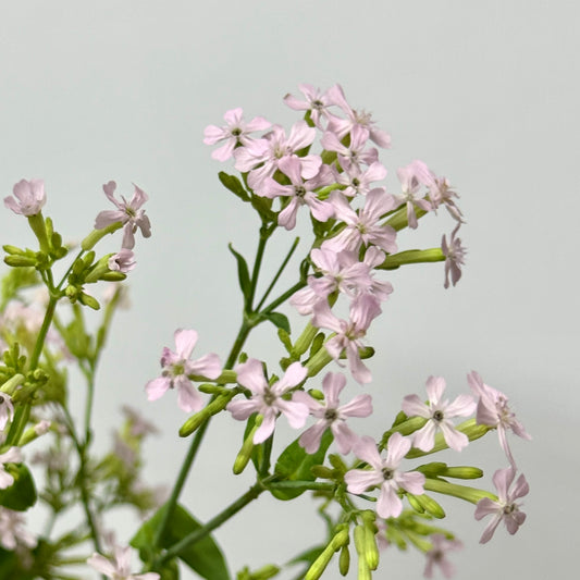 Saponaria