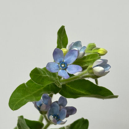 Oxypetalum - Blue