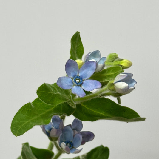 Oxypetalum - Blue